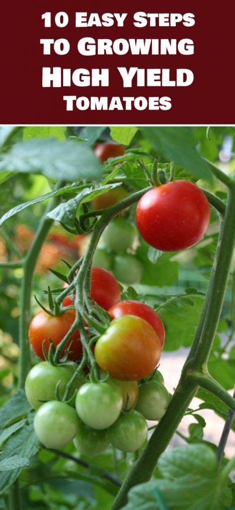 10 Easy Steps To Growing High Yield Tomatoes Handy Home Tips Tips