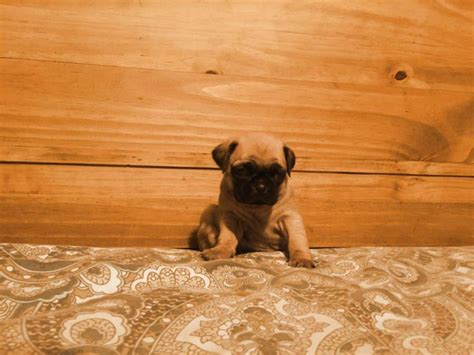 Caroline county, greensboro, md id: pug puppies for sale in maryland in Crisfield, Maryland - Puppies for Sale Near Me