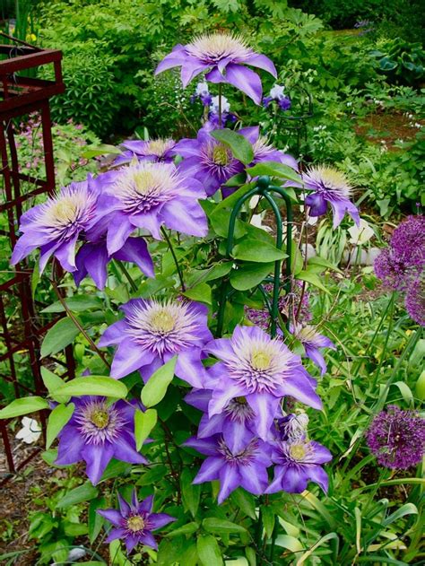 The roots of clematis like a cool, moist, sweet soil. This is Clematis 'Multi Blue' with semi-double flowers ...