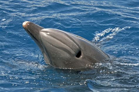 Biology Bottlenose Dolphin Level 1 Activity For Kids Uk