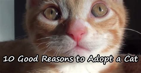10 Good Reasons To Adopt A Cat