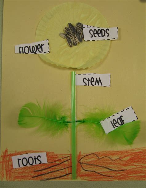 All parts of a plant are important, roots, stem, leaves, flowers, fruits and seeds. Little Botanists | First Grade Shenanigans