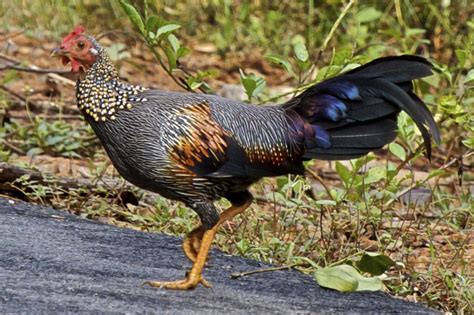 Grey Jungle Fowl Cemani Farms