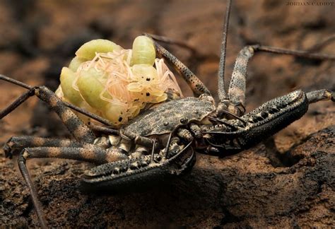 Damon Diadema Tanzanian Giant Tailless Whip Scorpion Amblypygid
