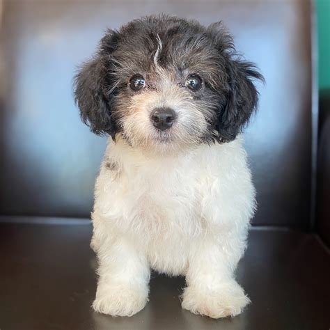 Deeper connection between humans and puppies. POOCHON | FEMALE | ID:5837-RM - Central Park Puppies