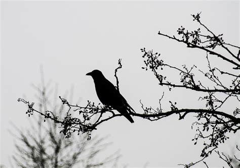 Crow Just A Crow Sitting In A Tree 366101 Year 8 Photo Flickr