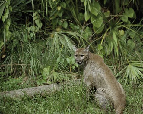 Florida Panther Puma Concolor Coryi Natureworks