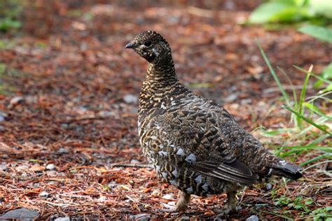 Spruce Grouse Archives Birds Calgary