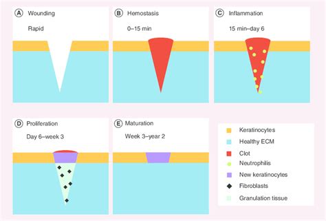 Schematic Representation Of The Different Phases Of Wound Healing A
