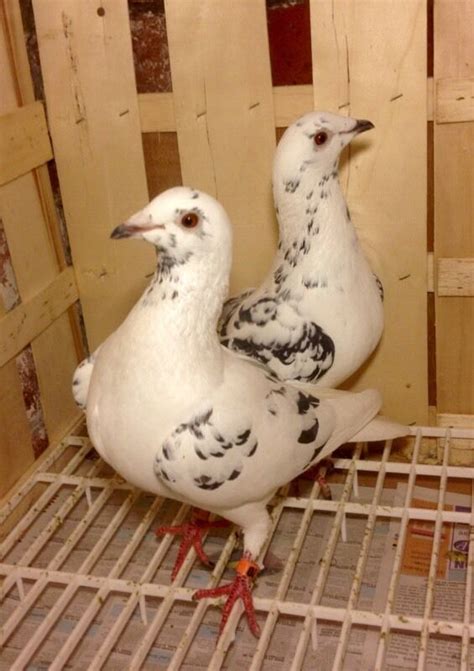 Breeding Pair Of Roland Janssens Racing Pigeons For Sale In Sheffield