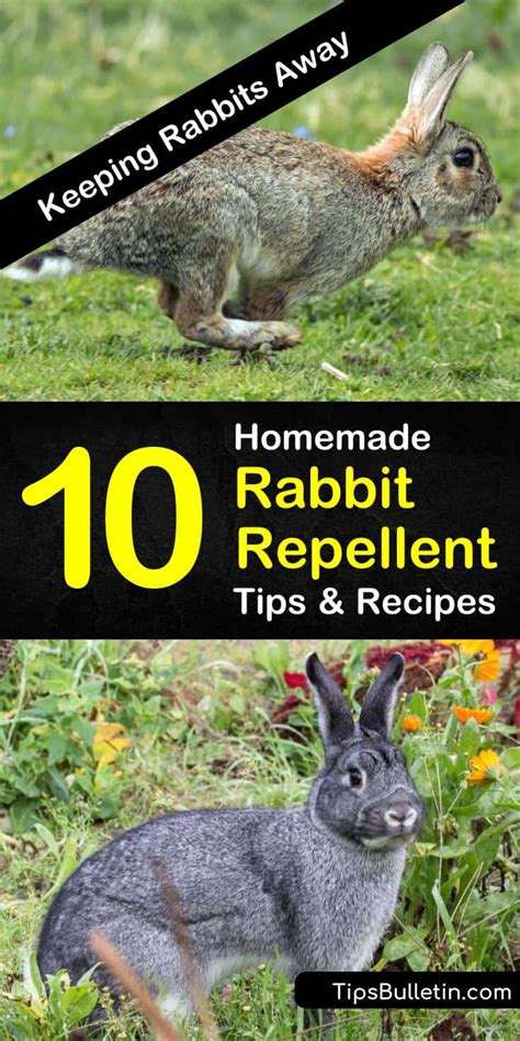 Making homemade rabbit repellent is a simple, yet effective way to keep rabbits out of your garden. Keeping Rabbits Away - 10 Homemade Rabbit Repellent Tips ...