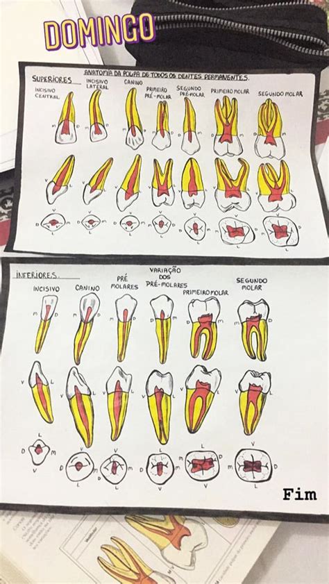 Dental Assistant Study Dental Hygiene Student Dentistry Student