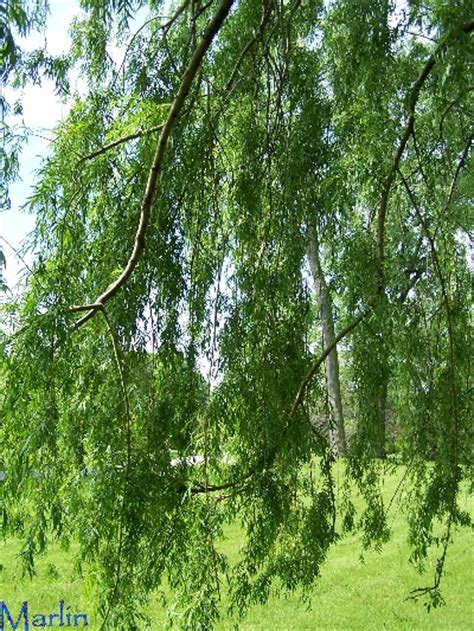 Golden Weeping Willow Salix Alba Tristis North