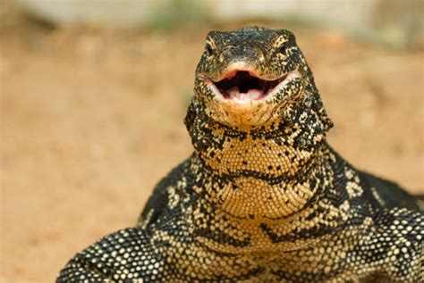 2600 Dragón De Agua Fotografías De Stock Fotos E Imágenes Libres De