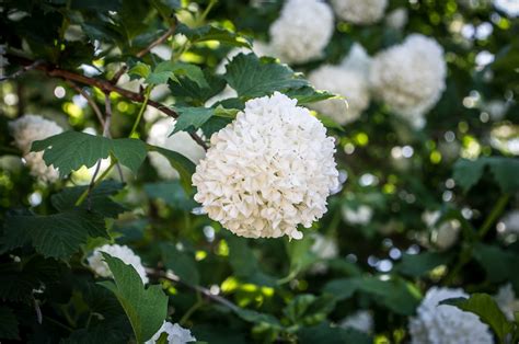 It's resistant to pests like deer and rabbits, but the berries attract birds, making it a good choice for wildlife gardens that welcome pollinators. Thom Zehrfeld Photography : Flowering Trees