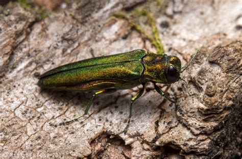 Plant Pests Garden Pests Types Of Ash Trees Ash Borer Green Industry Green Beetle Nc State
