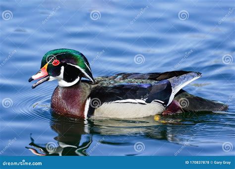Waterfowl Of Colorado Colorful Wood Duck Floating In A Pond Stock