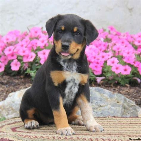 Rottweiler Mix Puppies For Sale Greenfield Puppies