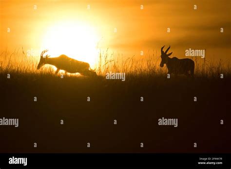 Hartebeest Silhouette Kongoni Antelope Alcelaphus Buselaphus Sunset