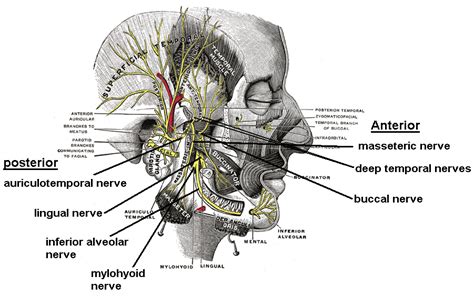 anterior division of mandibular nerve