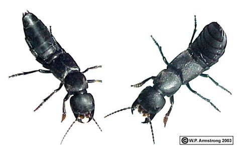 Our goal is to provide positive leads; Beetles