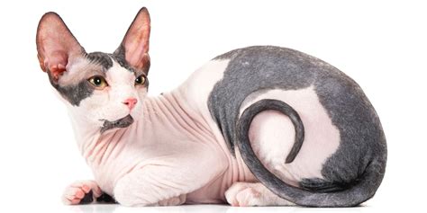 Canadian Sphynx Is A Hairless Cat With Abysmal Eyes Sphynx Cats And