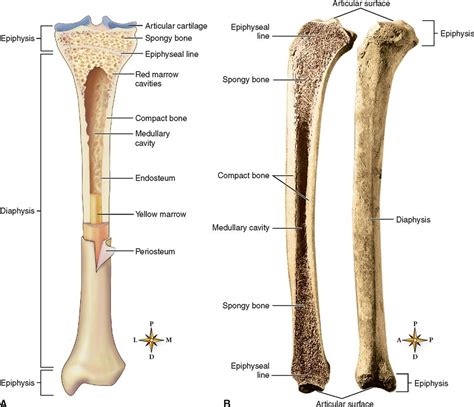 Skeletal Tissues Basicmedical Key