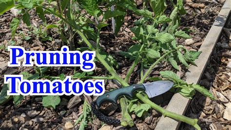 Pruning Tomato Plants For Better Yields Youtube