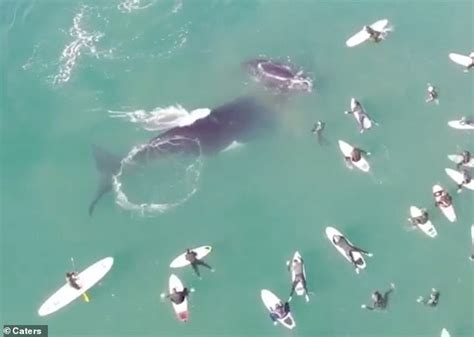 Giant Whale And Calf Splash Around With Australian Surfers Daily Mail