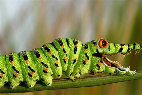 Ten Of The Worlds Rarest Species Of Caterpillars And Where To Find Them