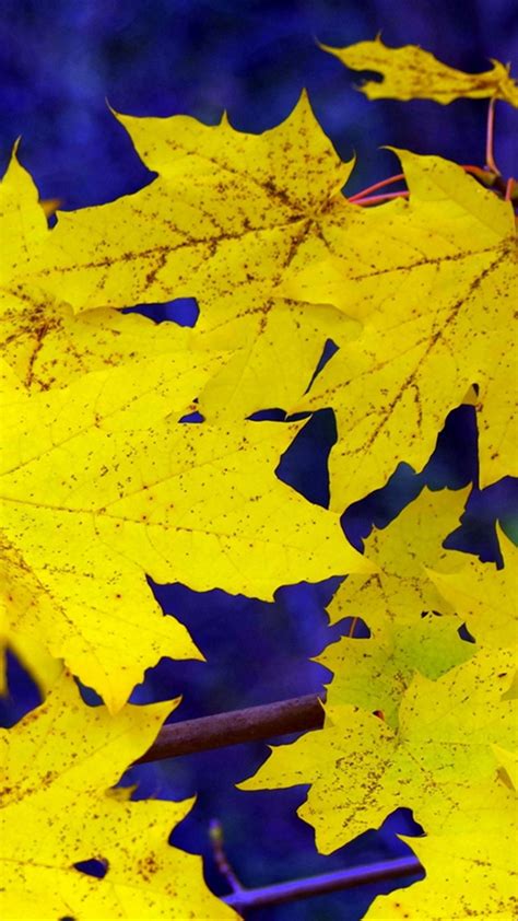 Maple Leaves Fall Fallen Yellow Iphone 4s Wallpapers Free Download