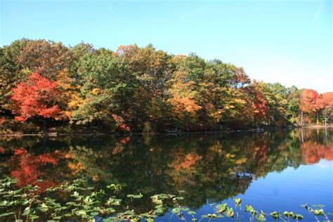 Fall Foliage On Staten Island Staten Island Lifestyle Staten Island