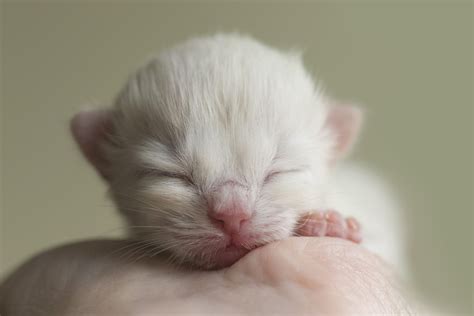Newborn Ragdoll By Cathryn Hardwick Newborn Kittens Cute Baby