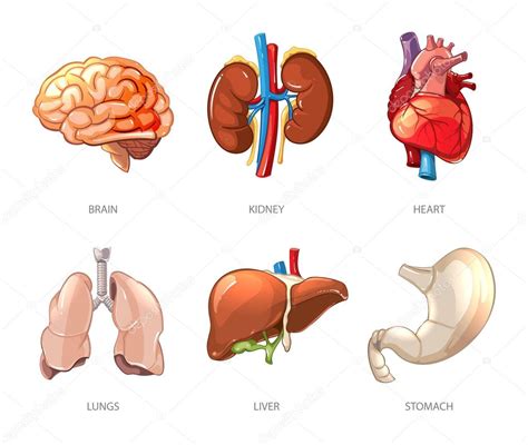 Anatomía De órganos Internos Humanos En Estilo Vectorial De Dibujos