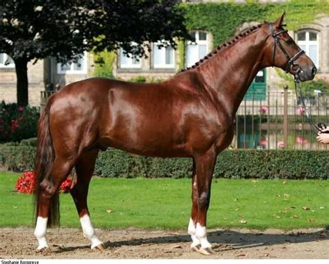Dutch Warmblood Stallion Vitalis Warmblood Horses Horses Pretty Horses