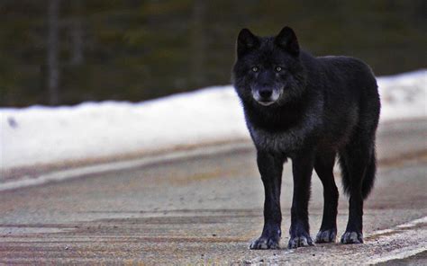 Black Wolf Wallpapers Images Photos Pictures Backgrounds