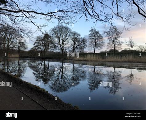 Tree Reflection At Roundhay Park Stock Photo Alamy