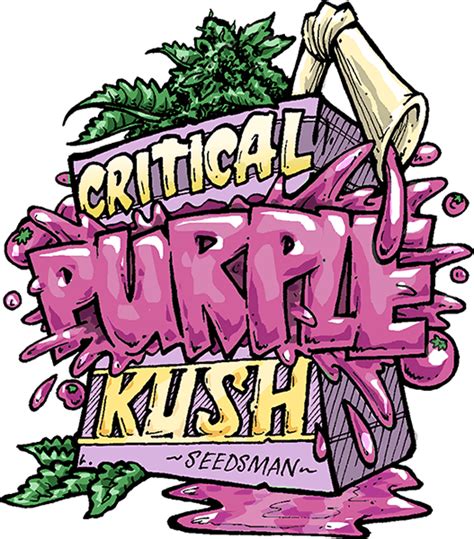 Critical Purple Kush Feminised Seeds Seedsman Cannabis Seeds