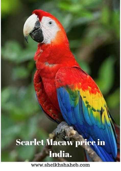 These stunning quality layers birds are meant not only for pets but for any other types of animals even in zoos. Scarlet Macaw price in India|What is the best pet birds ...