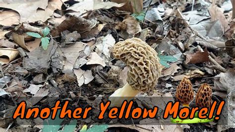 Morel Mushroom Hunt 2019 Another Yellow Blonde Morel In A New Spot Vid