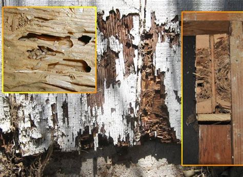 The subterranean termite can severely damage structural once it is treated, the licensed company then records the events of the treatment on a termite action report form. Termite Bites: Termite Structural Damage