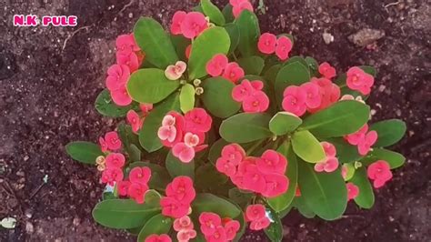Jangan lupa untuk merawatnya dengan cara dipangkas secara teratur, berikut ini ada rekomendasi gunting rumput terbaik untuk hasil pemangkasan yang lebih optimal. TANAMAN HIAS || UNTUK MENGHIASI TAMAN HALAMAN RUMAH ANDA ...