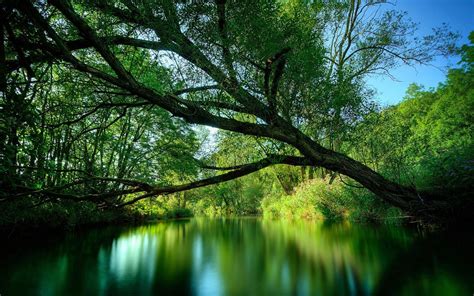 1920x1200 Tree Branches Inclination Water Wood Lake Wallpaper