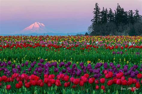 Mt Hood In Background Of Wooden Shoe Farm In Woodbury Oregon