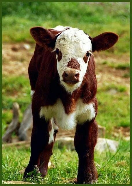 Pin De Kathryn Bomar En Animals Fotos De Vacas Vacas Y Terneros