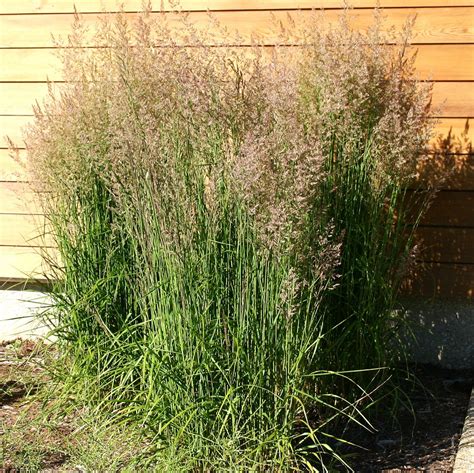 Karl Foerster Calamagrostis Plant For Sale Feather Reed Grass Free