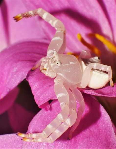 Money Spider Flower Crab Spider Thomisus Spectablis Thomis Flickr