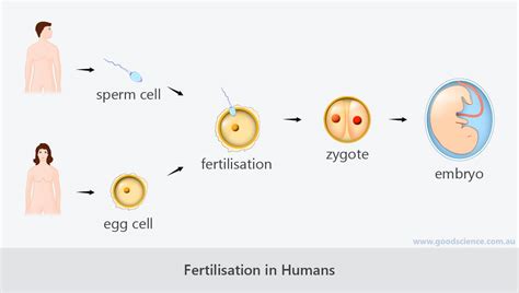 Asexual And Sexual Reproduction Good Science