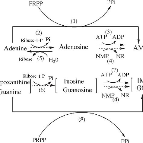 De Novo Biosynthetic Pathway Of Pyrimidine Nucleotides In Plants
