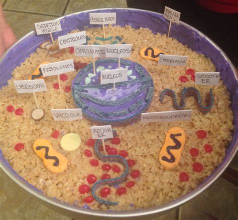 Biology Edible Animal Cell Animal Cell Cells Project Cell Model